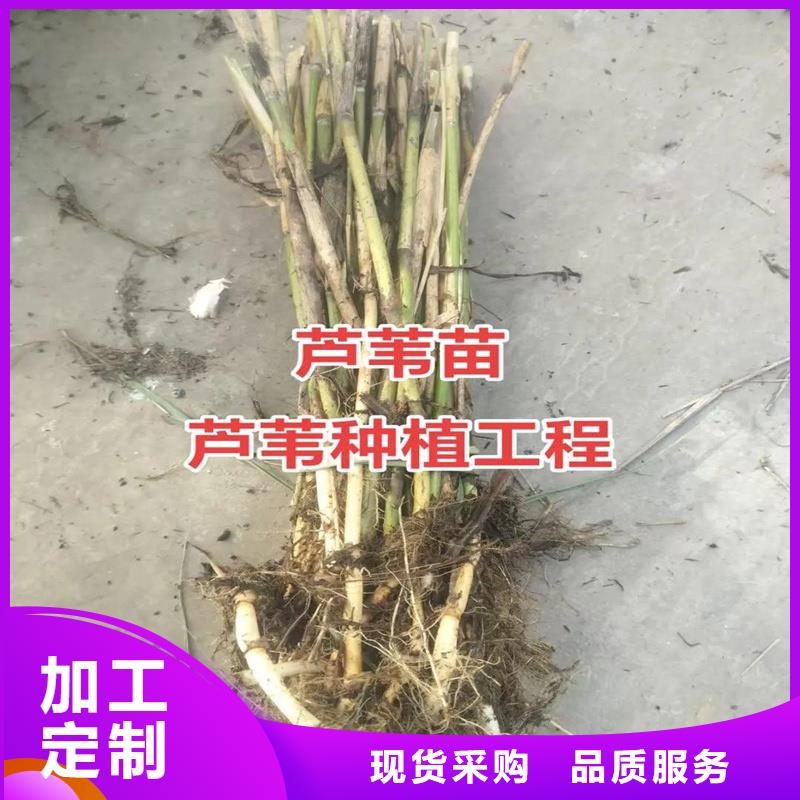 蘆葦苗濕地綠化蘆葦苗質(zhì)量上乘