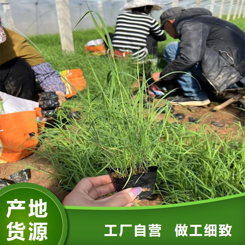 蘆葦苗種植有資質(zhì)