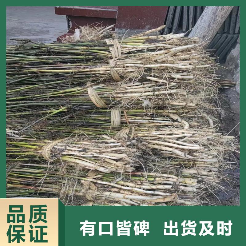 蘆葦苗蘆葦種子保質(zhì)保量