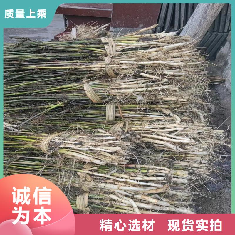 蘆葦種苗-可送貨上門