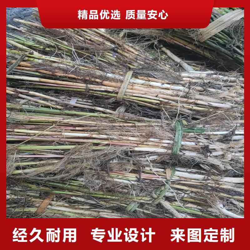 蘆葦苗-蘆葦小苗品質(zhì)保證