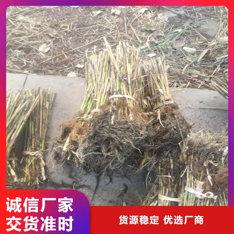 蘆葦苗-編織材料蘆葦苗用途廣泛