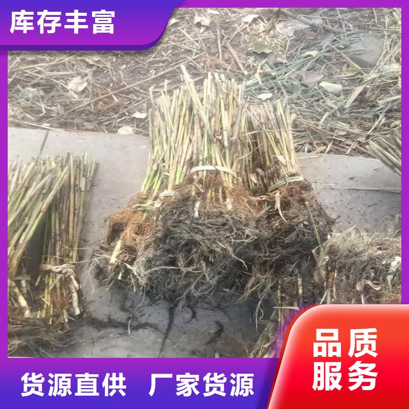 蘆葦苗-蘆葦根莖真材實料誠信經營