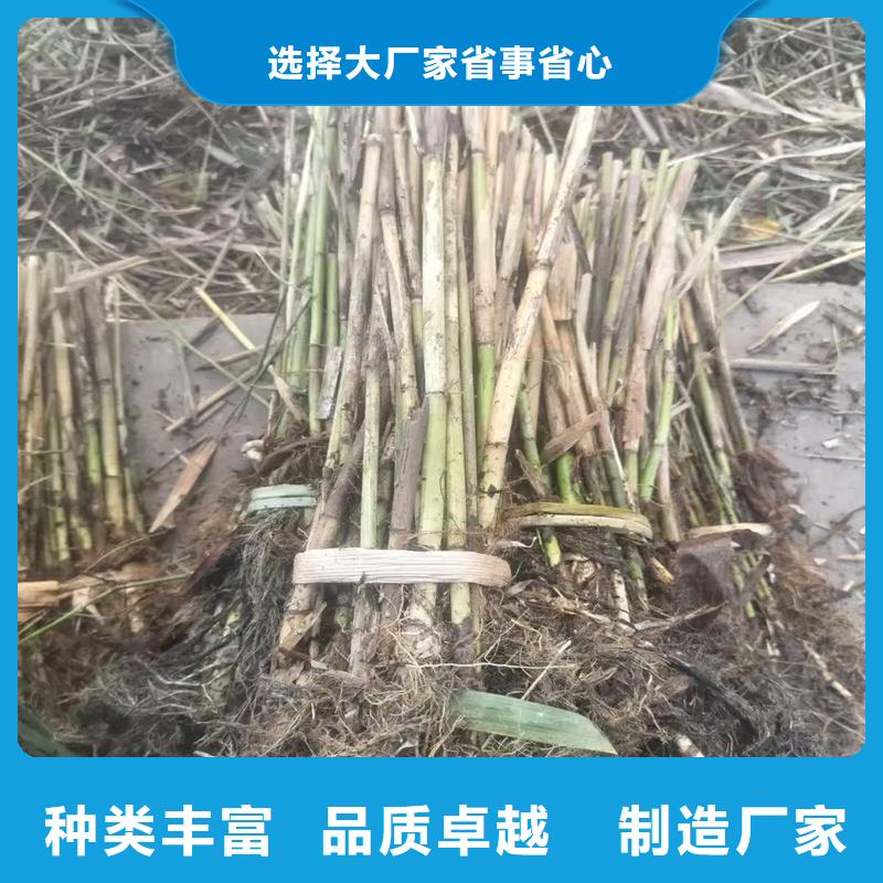 蘆葦種子-歡迎您