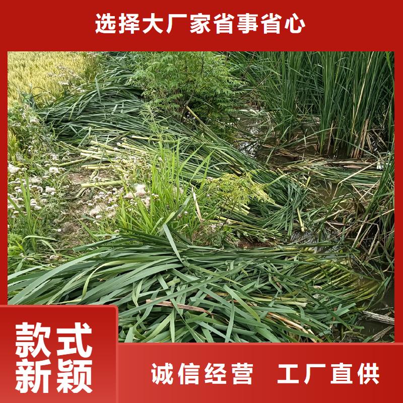 蘆葦苗種植有資質(zhì)