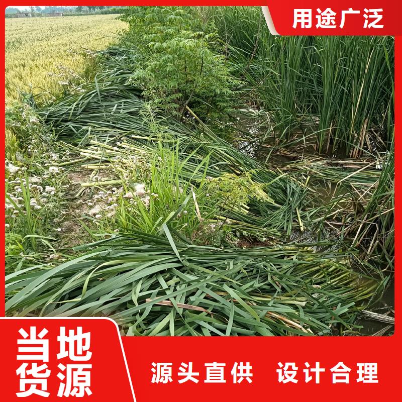 蘆葦苗蘆葦幼苗實(shí)體廠家支持定制