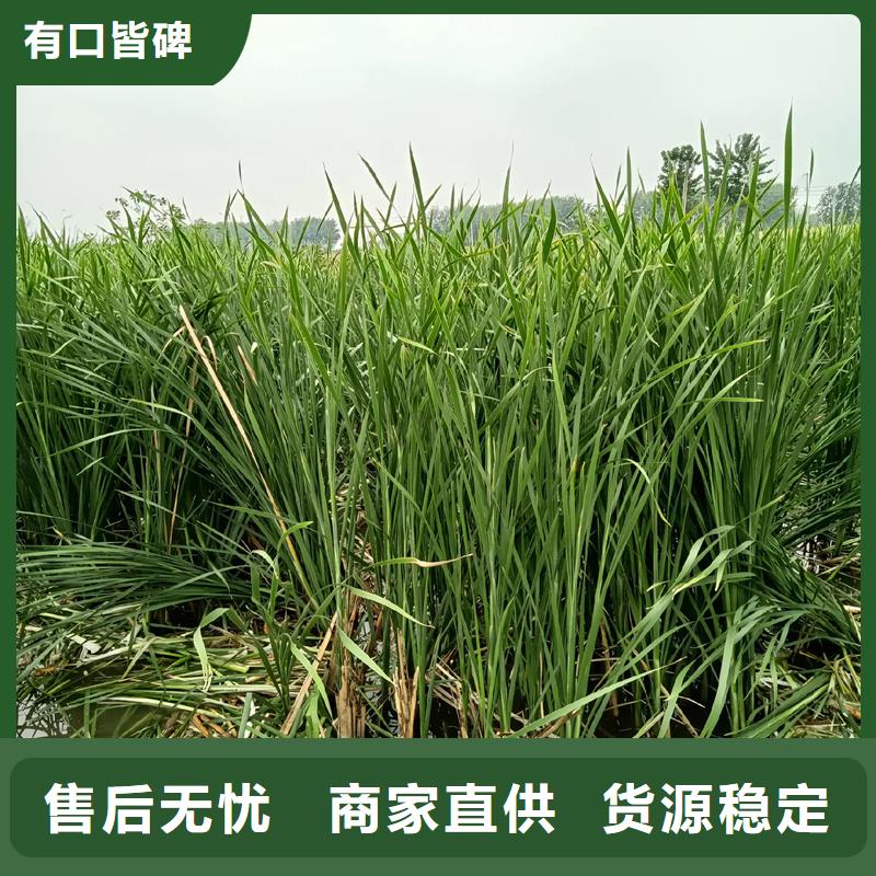 蘆葦種苗-可送貨上門