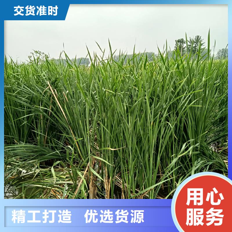 蘆葦苗蘆葦根莖無中間商廠家直銷