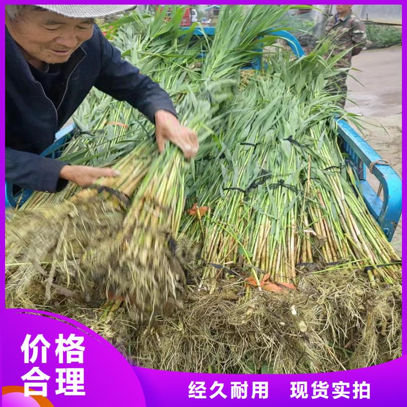蘆葦苗-景觀工程蘆葦苗買的放心