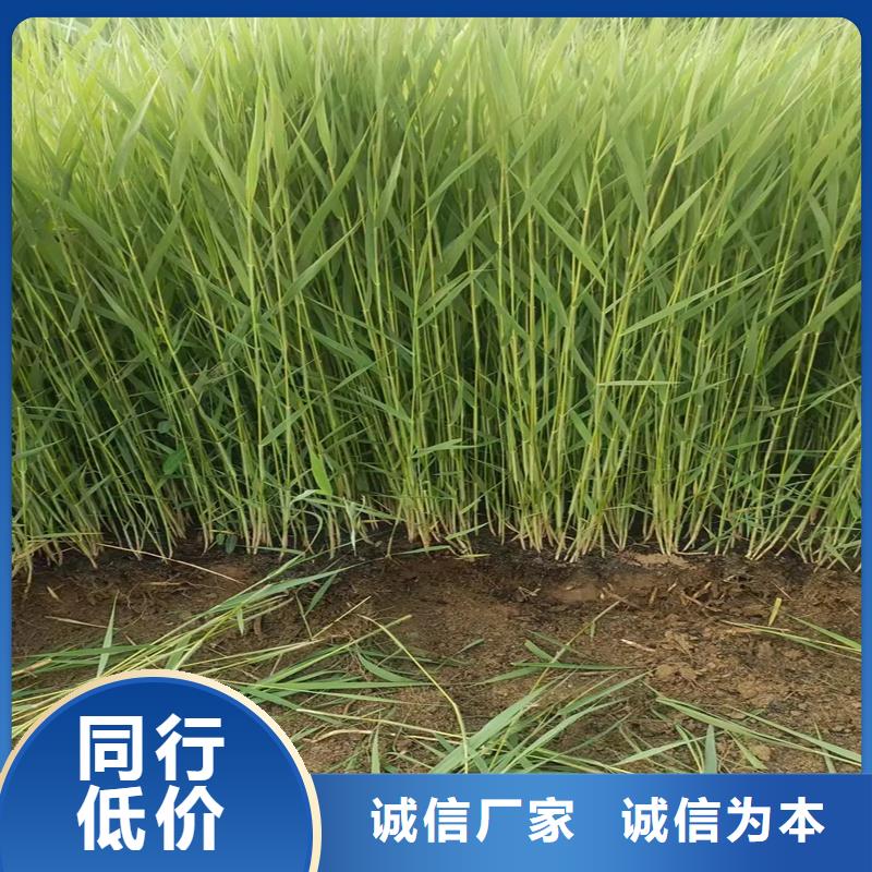 蘆葦種苗-可送貨上門