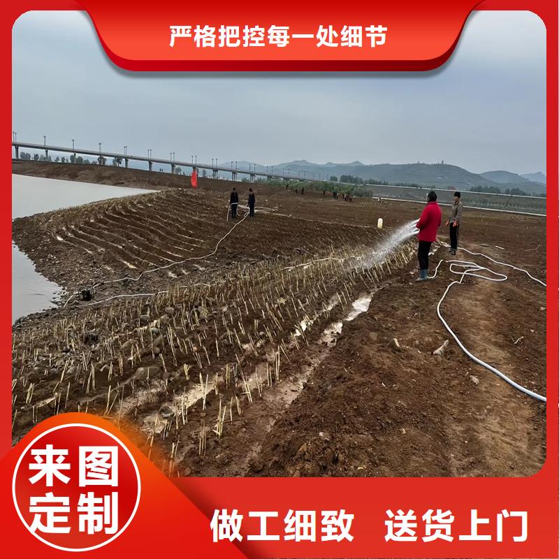 蘆葦種子-歡迎您