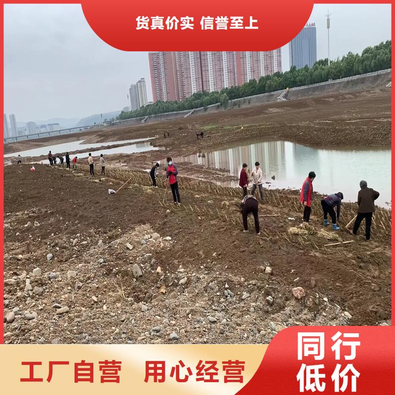 蘆葦苗蘆葦根莖無中間商廠家直銷