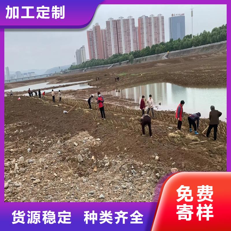 蘆葦苗蘆葦苗批發(fā)讓利客戶(hù)