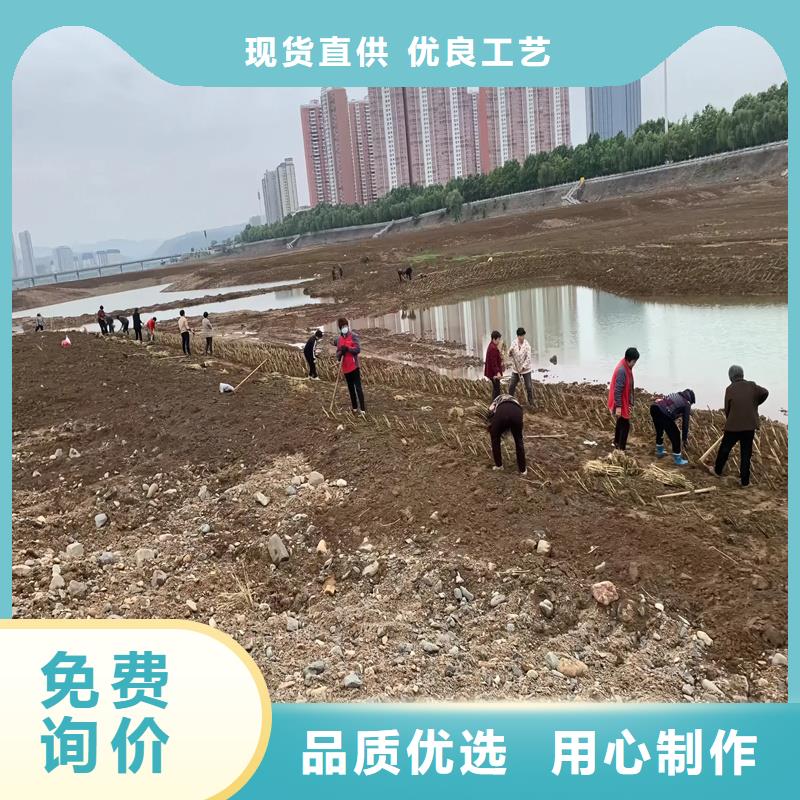 蘆葦苗_蘆葦種子質量不佳盡管來找我