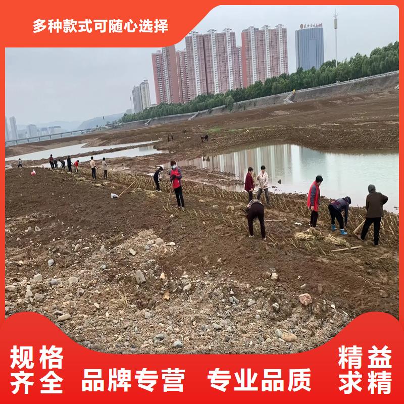 ##飼料用蘆葦苗源頭廠家##有限集團(tuán)