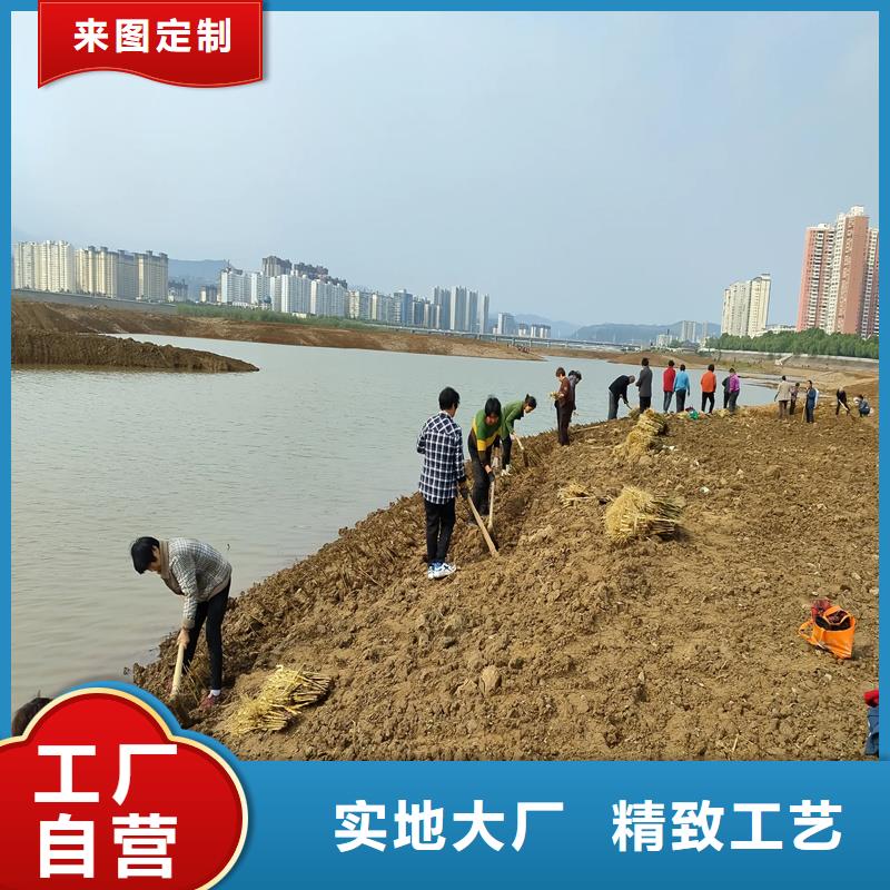 蘆葦苗蘆葦苗價(jià)格專心專注專業(yè)