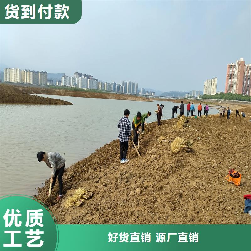 蘆葦苗濕地綠化蘆葦苗品牌專營