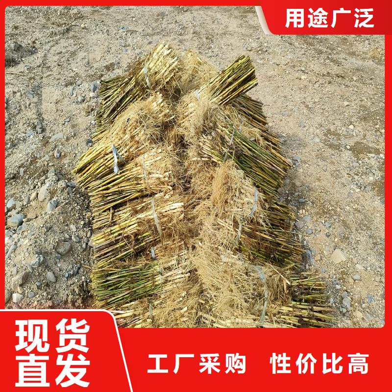 蘆葦種子-歡迎您