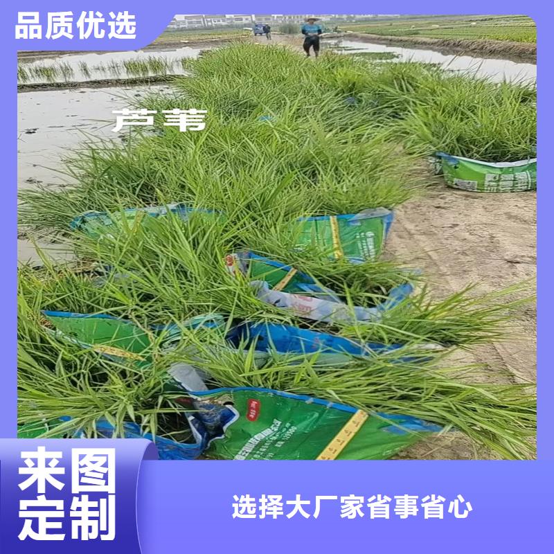 蘆葦苗種植有資質(zhì)