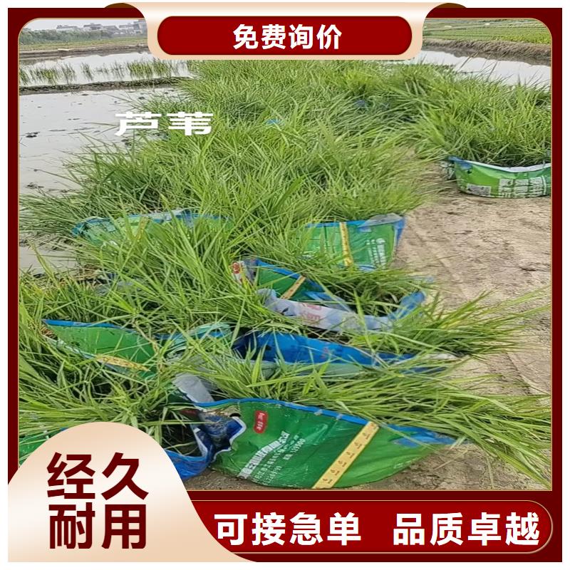 蘆葦苗飼料用蘆葦苗歡迎來電咨詢