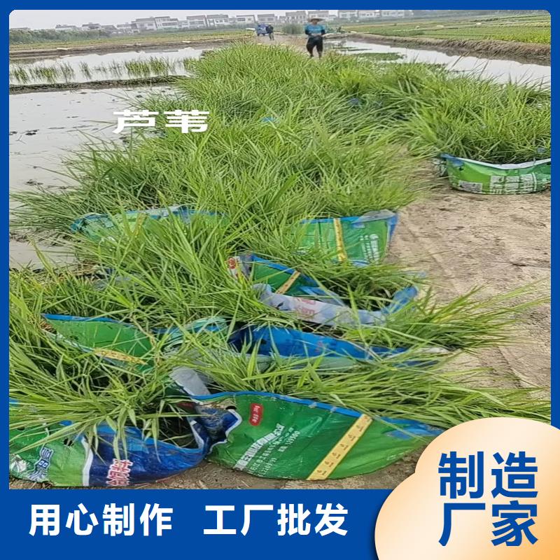 蘆葦苗,蘆葦小苗性能穩(wěn)定
