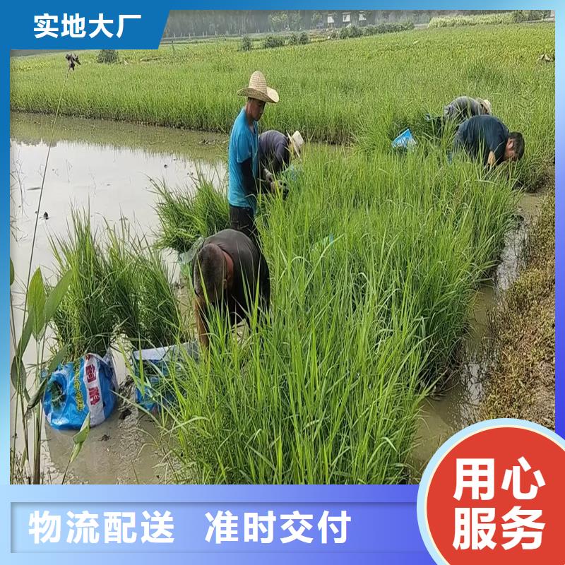 生態(tài)修復(fù)蘆葦苗-生態(tài)修復(fù)蘆葦苗廠家