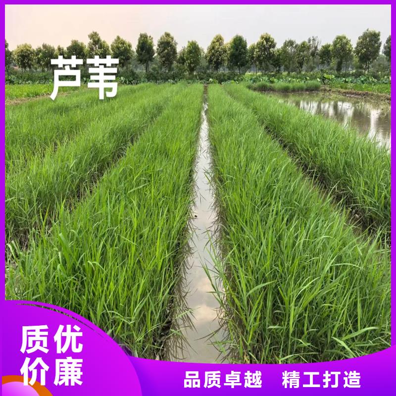 生態(tài)修復(fù)蘆葦苗-生態(tài)修復(fù)蘆葦苗廠家