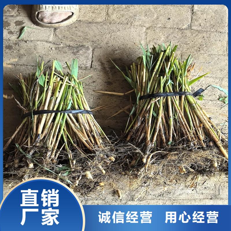蘆葦苗蘆葦苗價(jià)格專心專注專業(yè)