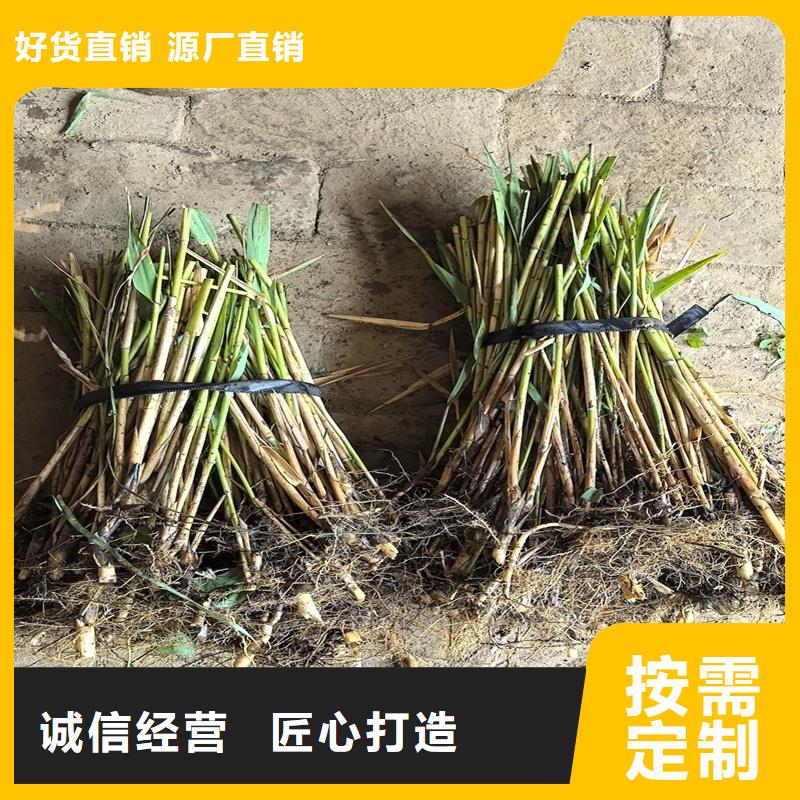 蘆葦苗-蘆葦小苗品質(zhì)保證