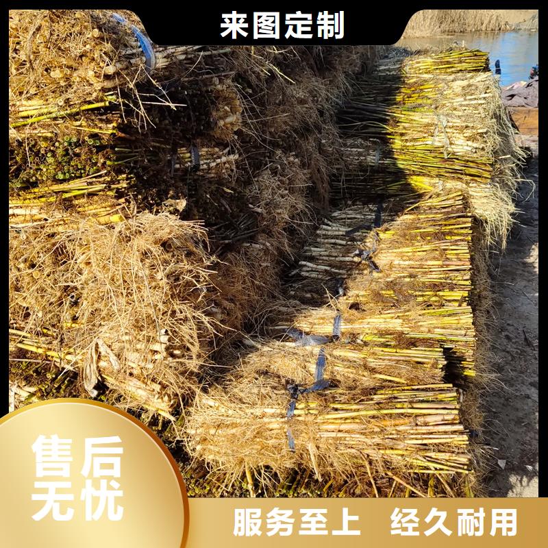 蘆葦苗_編織材料蘆葦苗細(xì)節(jié)決定成敗