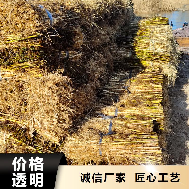 蘆葦苗_蘆葦苗批發(fā)快速報價