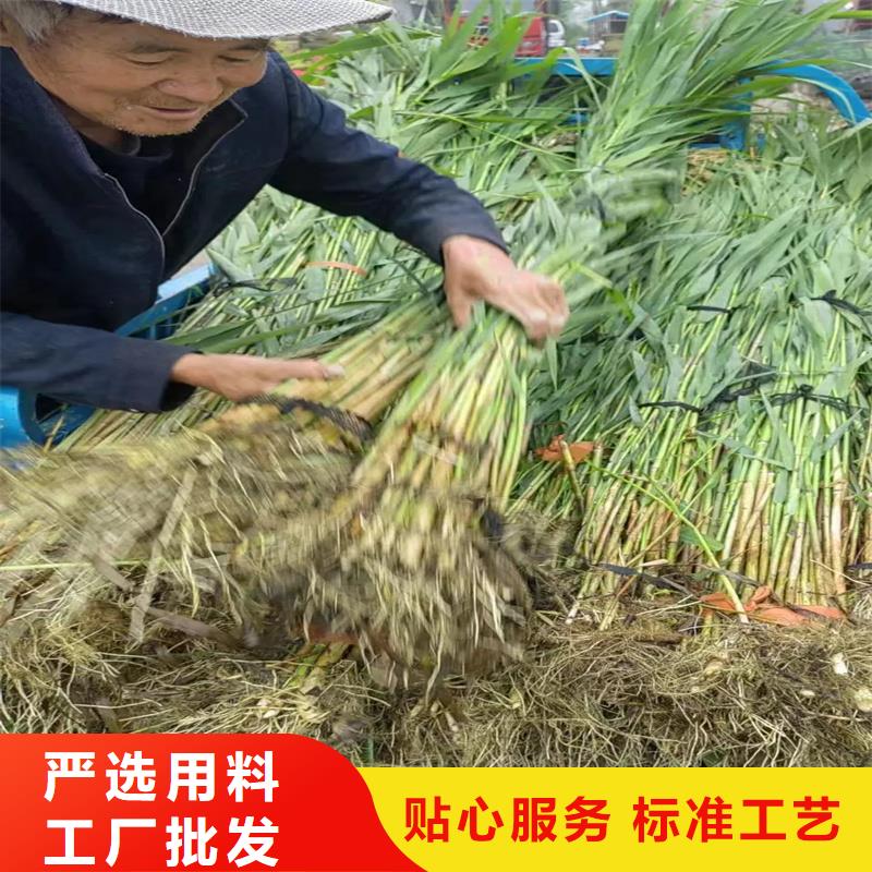 蘆葦苗,凈化水質(zhì)蘆葦苗海量現(xiàn)貨
