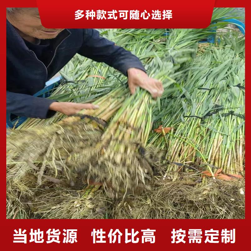 蘆葦苗飼料用蘆葦苗歡迎來電咨詢