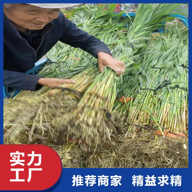 蘆葦苗-蘆葦小苗品質(zhì)保證