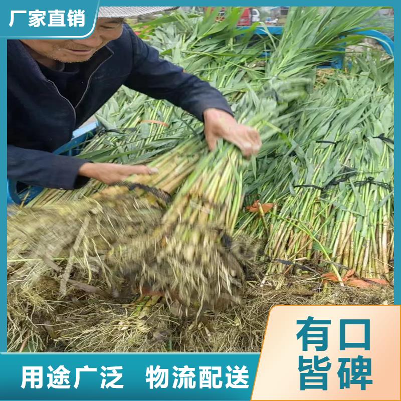 蘆葦苗-蘆葦根莖現(xiàn)貨充足量大優(yōu)惠