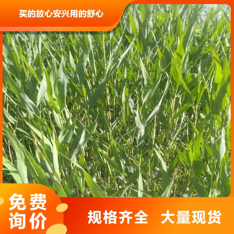 蘆葦種子-歡迎您