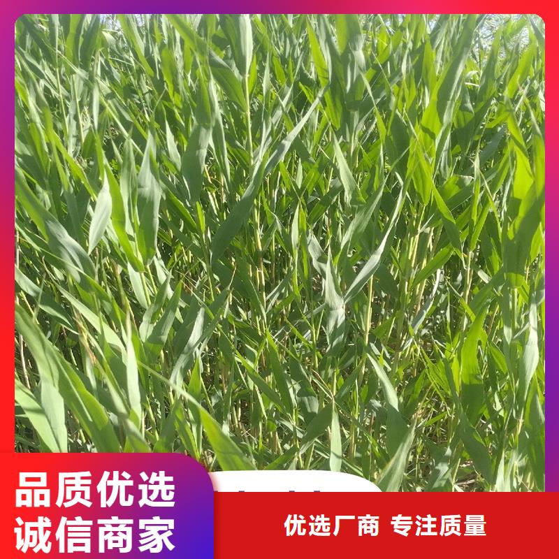 蘆葦苗-景觀工程蘆葦苗買的放心