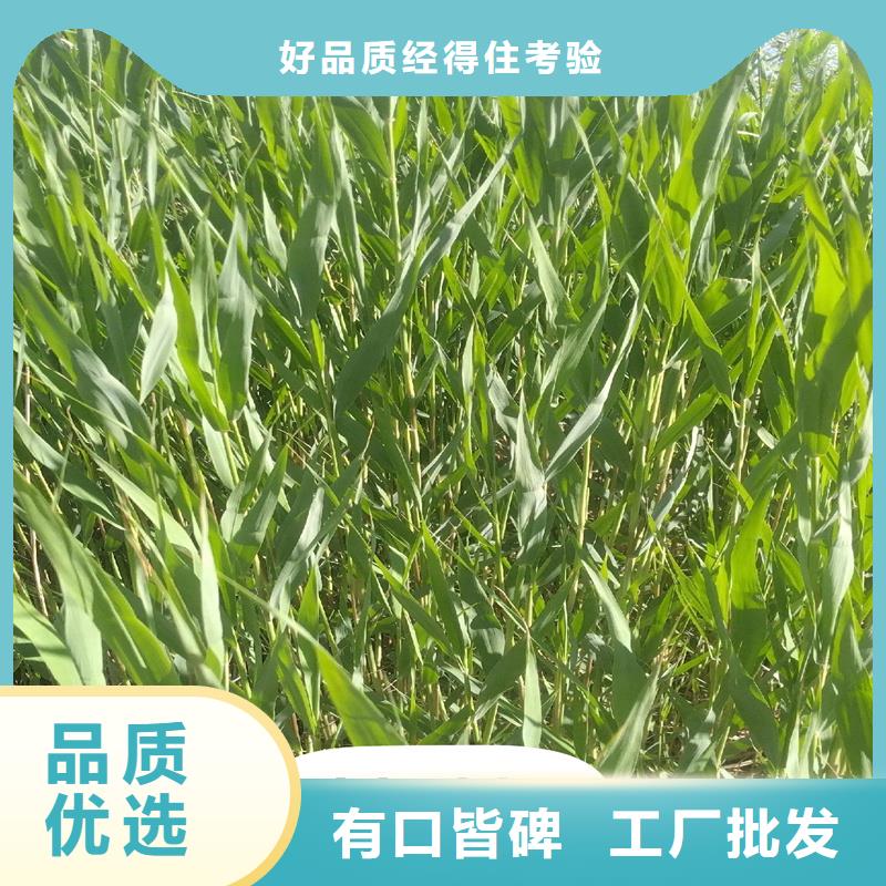 蘆葦苗_蘆葦種子質量不佳盡管來找我