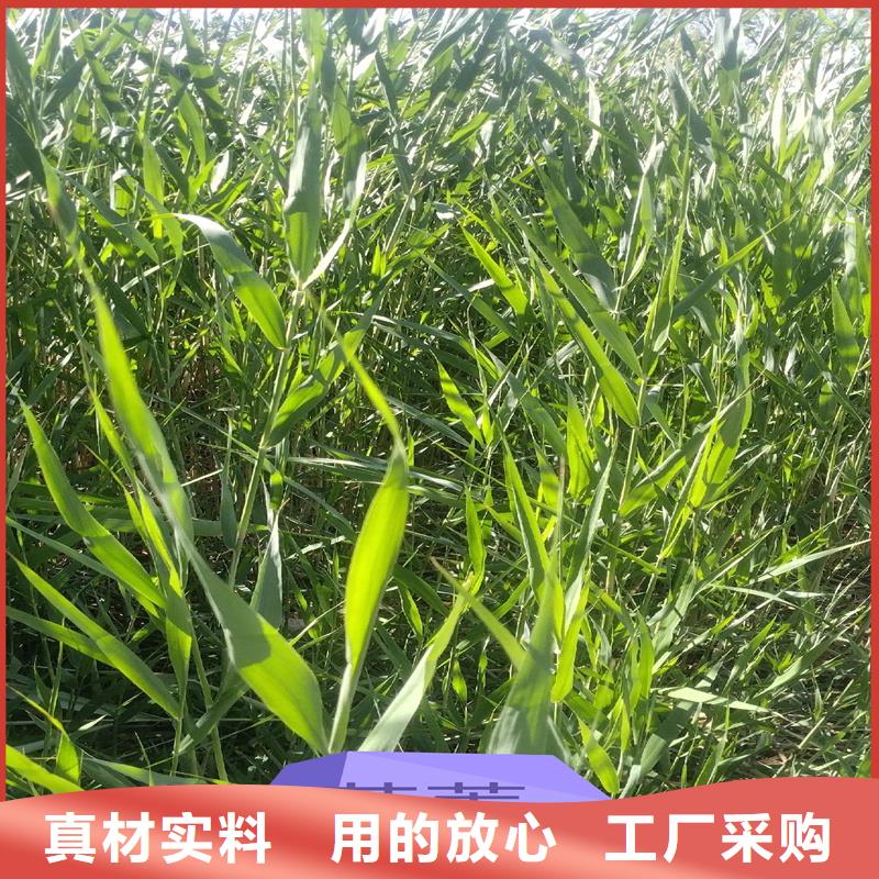 蘆葦苗蘆葦苗誠信商家