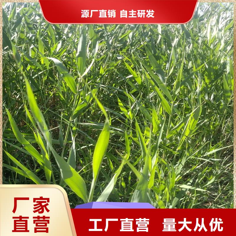 蘆葦苗-蘆葦根莖現(xiàn)貨充足量大優(yōu)惠