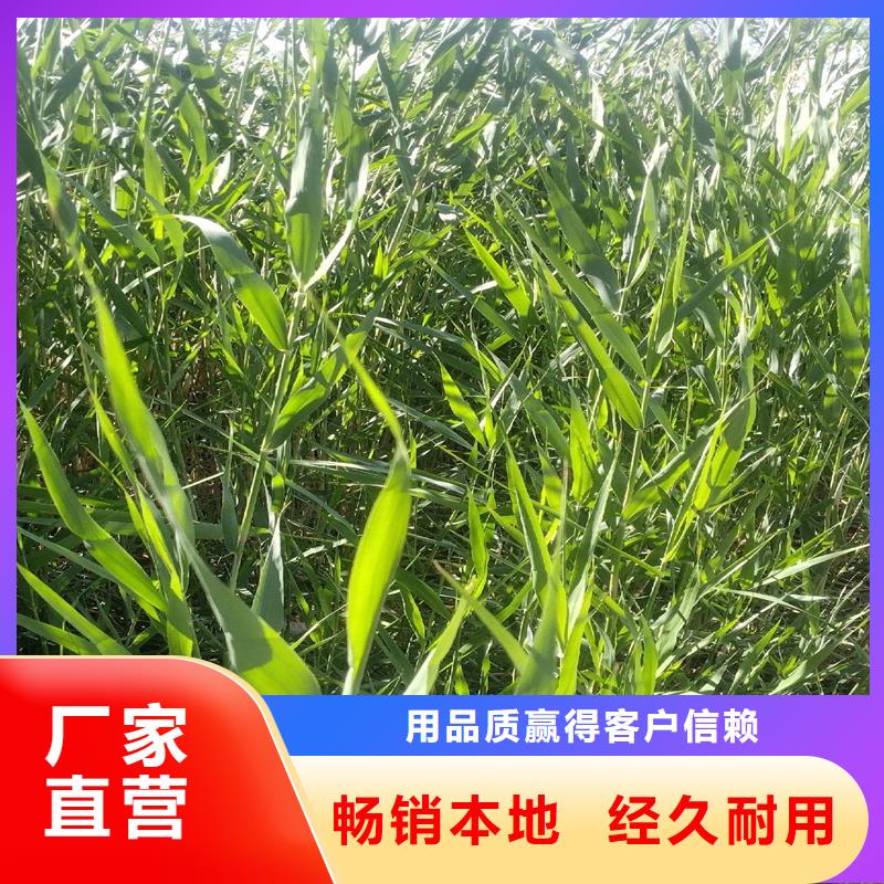 蘆葦苗-編織材料蘆葦苗用途廣泛