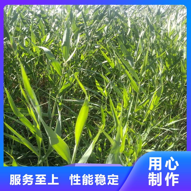 蘆葦種子-歡迎您