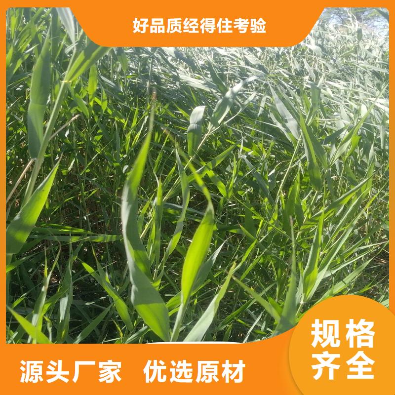 蘆葦種苗-可送貨上門