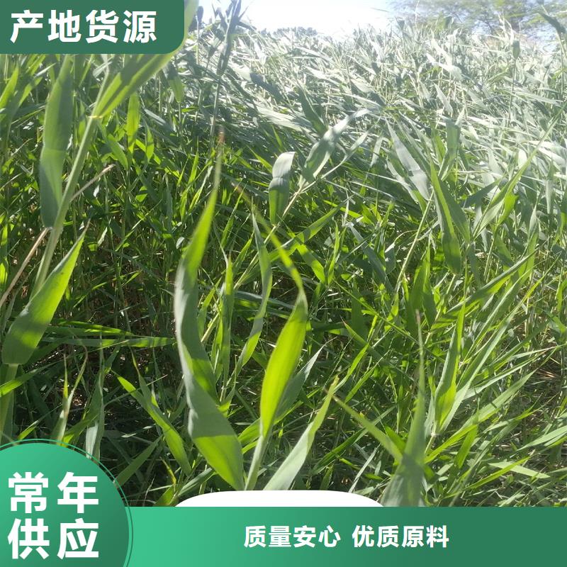 蘆葦苗環(huán)保材料蘆葦苗現(xiàn)貨銷售