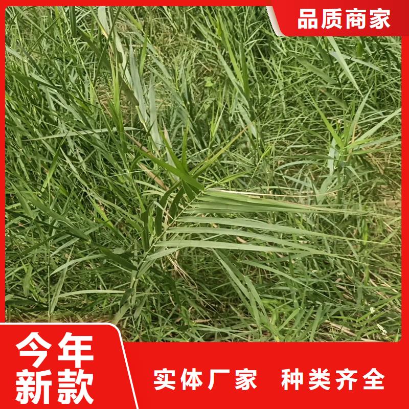 蘆葦苗,凈化水質(zhì)蘆葦苗海量現(xiàn)貨