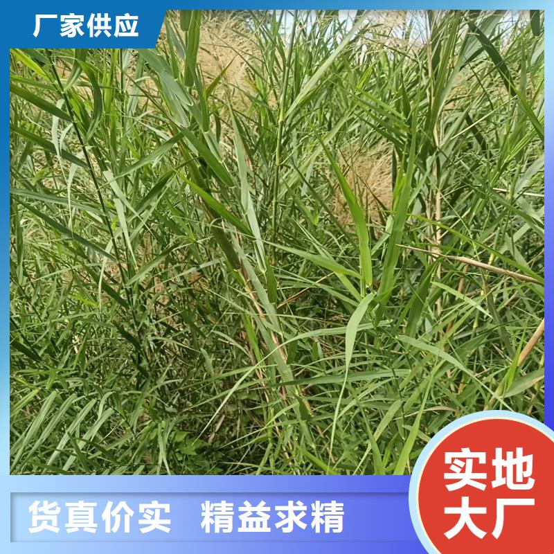 蘆葦苗蘆葦苗價(jià)格專心專注專業(yè)
