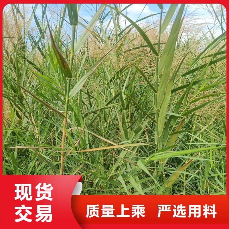 蘆葦苗-蘆葦小苗品質(zhì)保證