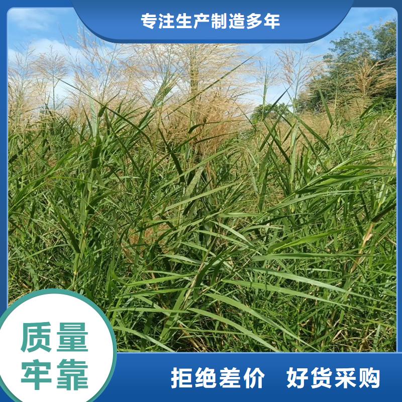 蘆葦苗飼料用蘆葦苗貨源足質(zhì)量好