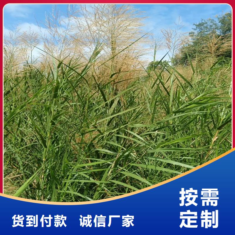蘆葦苗_濕地綠化蘆葦苗支持非標定制