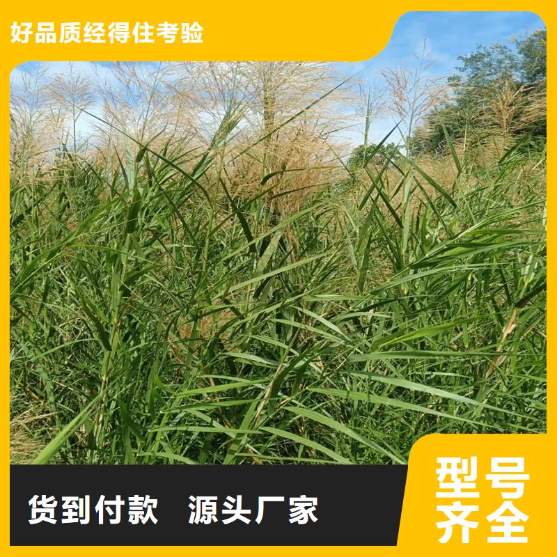 蘆葦苗-蘆葦根莖現(xiàn)貨充足量大優(yōu)惠